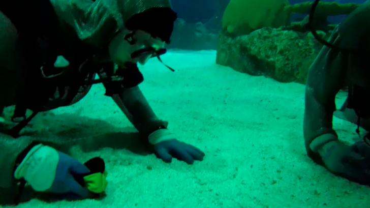 Swim Into Shark Reef Aquarium's All-New Adventure “Undersea