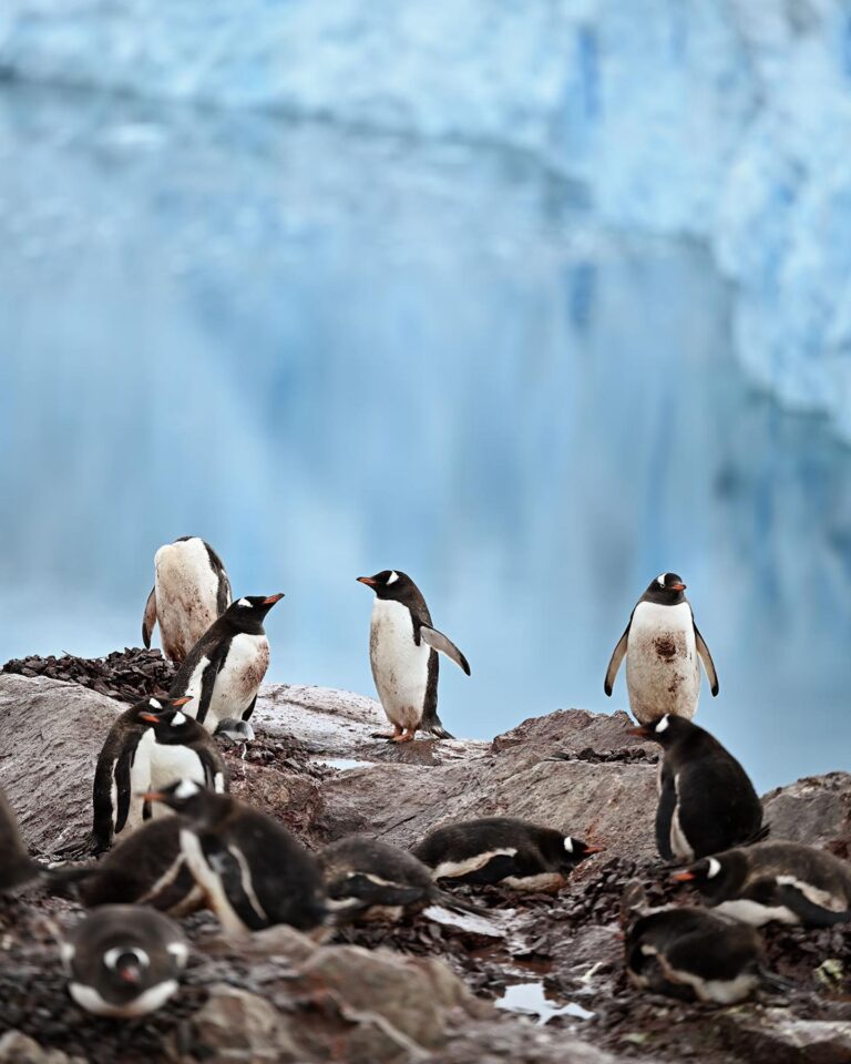 Save 30 on National Geographic Antarctica Cruises Travel Codex