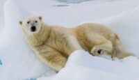 a polar bear lying on snow