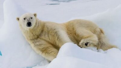 a polar bear lying on snow