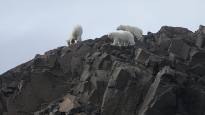 a group of polar bears on a rocky hill