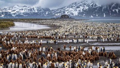 a large group of penguins on a beach