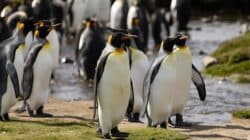 a group of penguins standing on grass