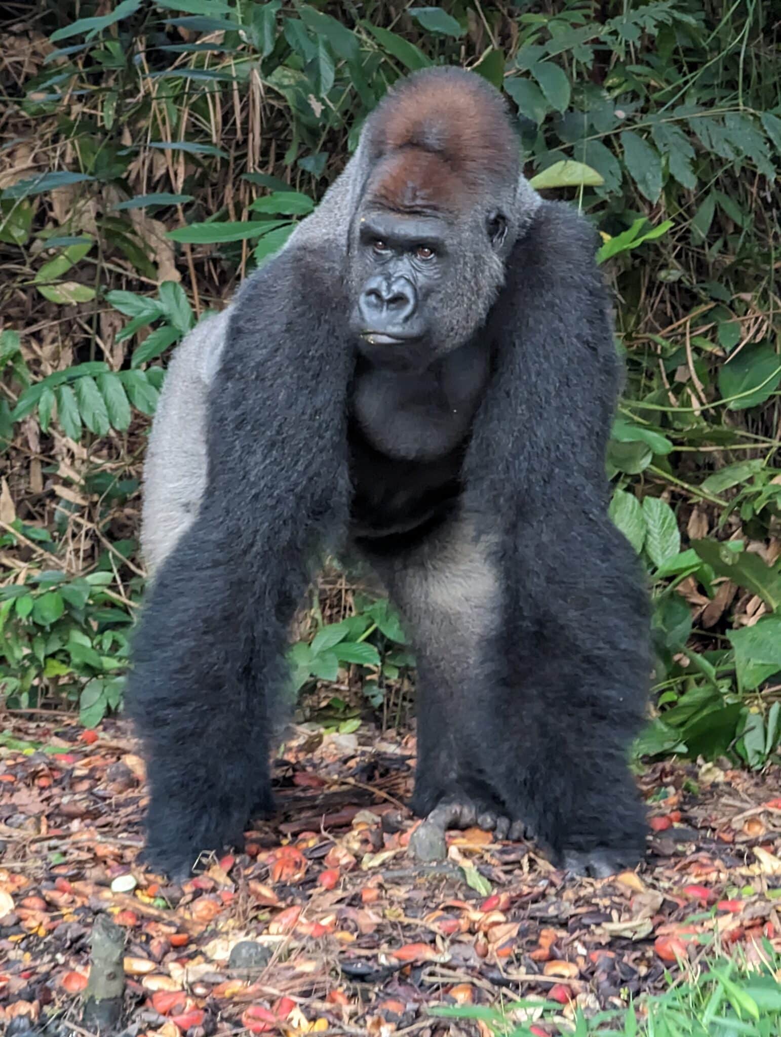 a gorilla standing in the woods