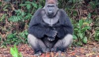 a gorilla sitting in the woods