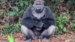 a gorilla sitting in the woods