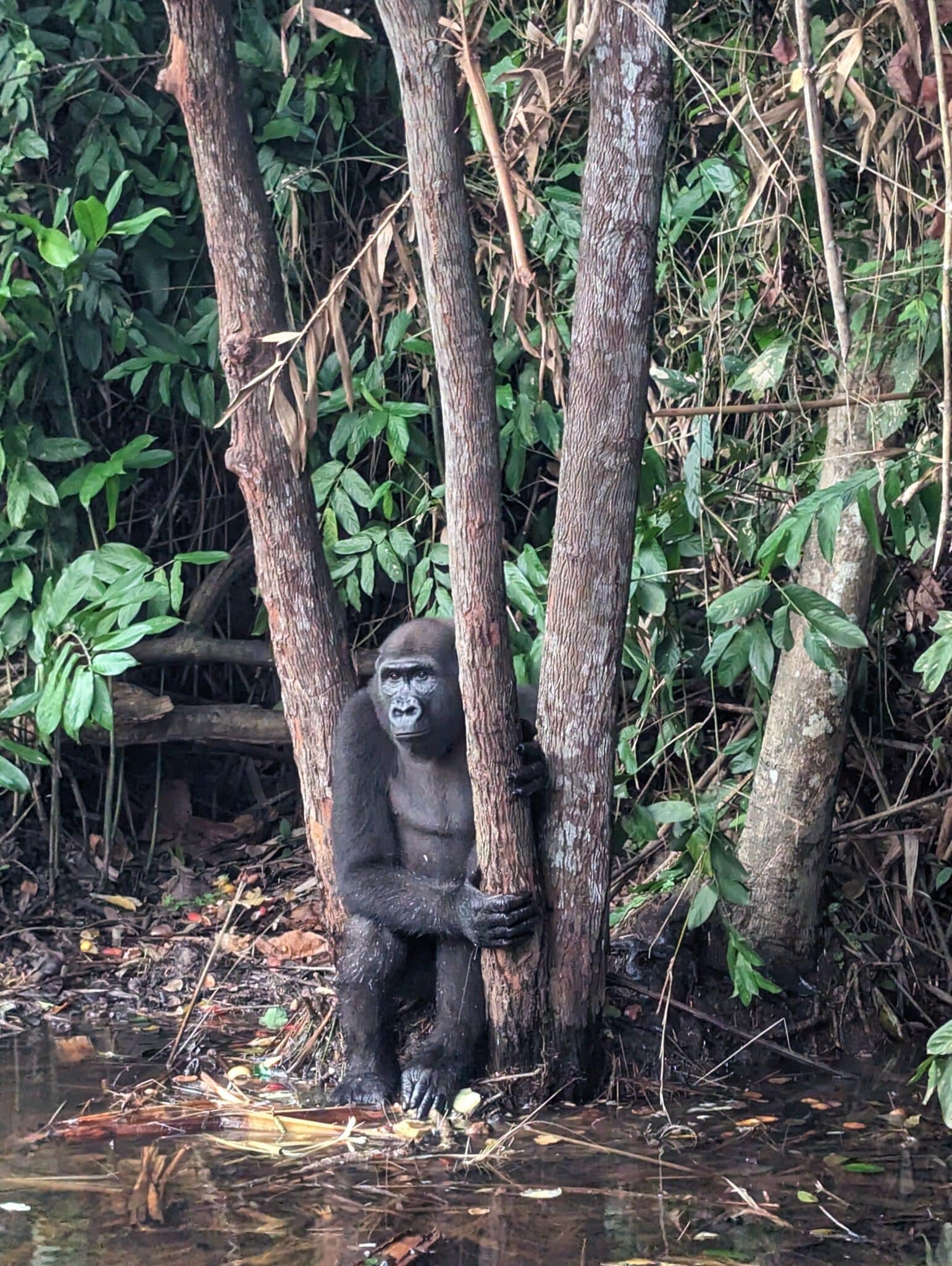 a gorilla holding a tree