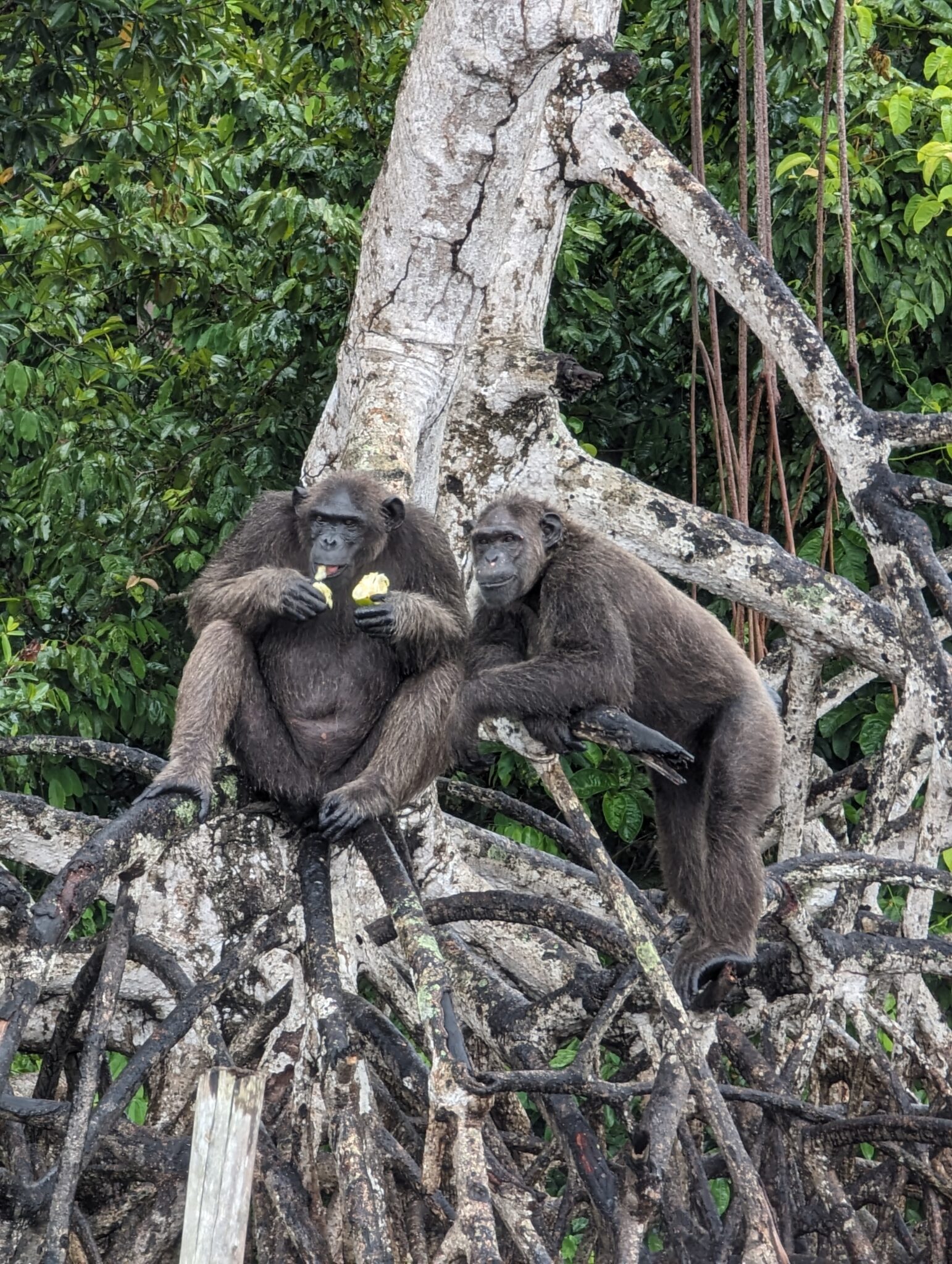 two monkeys sitting on a tree branch