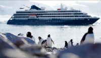 a group of penguins on a rocky shore next to a cruise ship