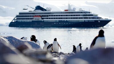 a group of penguins on a rocky shore next to a cruise ship