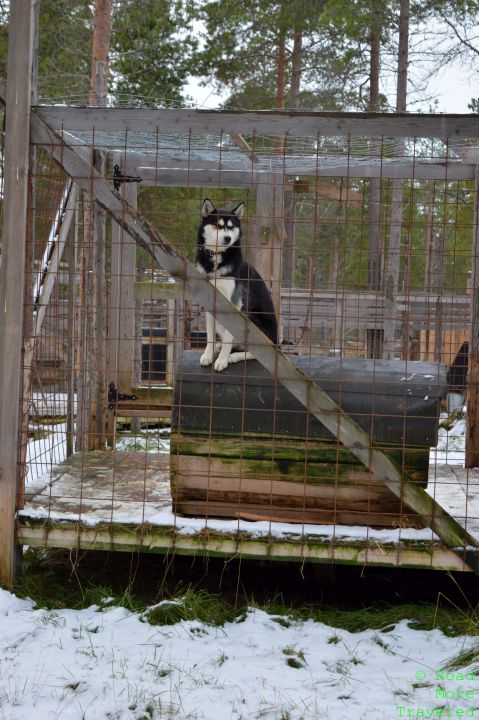 a dog sitting on a cage