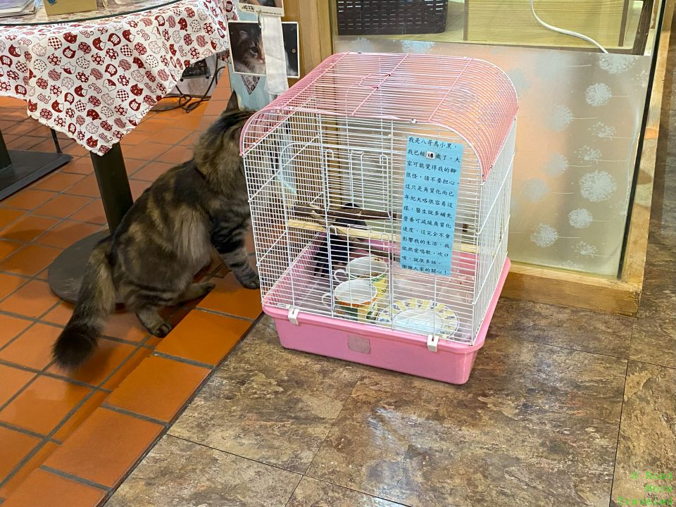 Cat interested in the bird at Cafe Dogs and Cats, Taipei