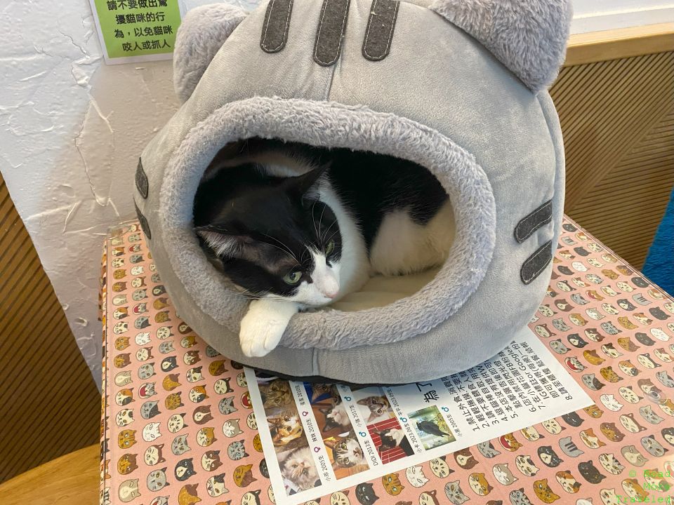 Tuxedo cat at Cafe Dogs and Cats, Taipei