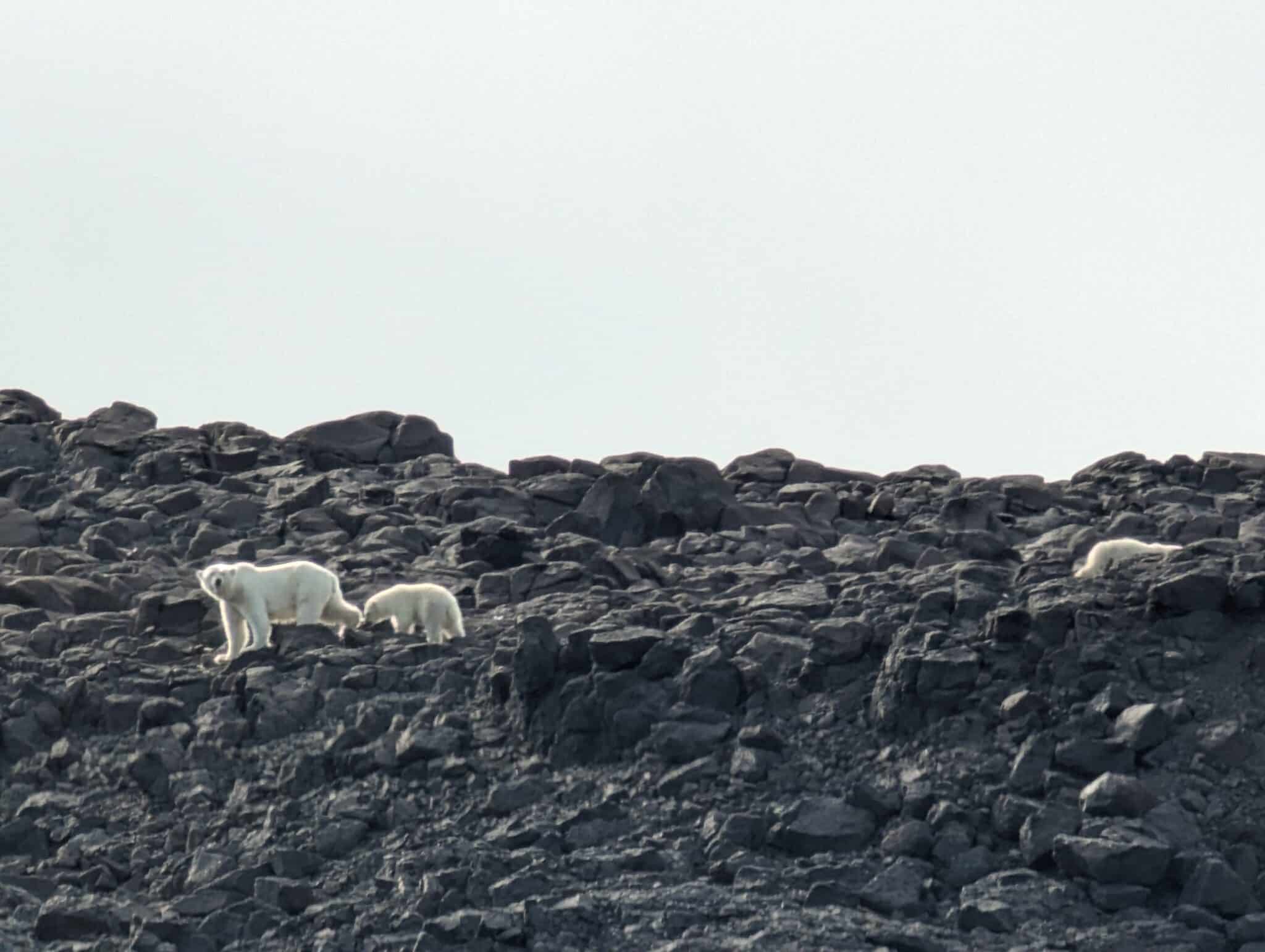 Polar bears in Svalbard