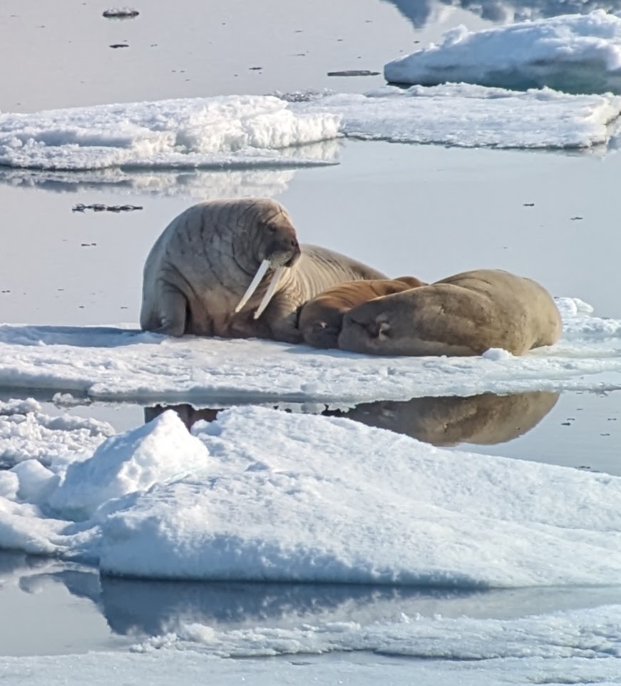 a group of walruses lying on ice