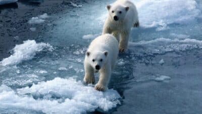 two polar bears walking on ice