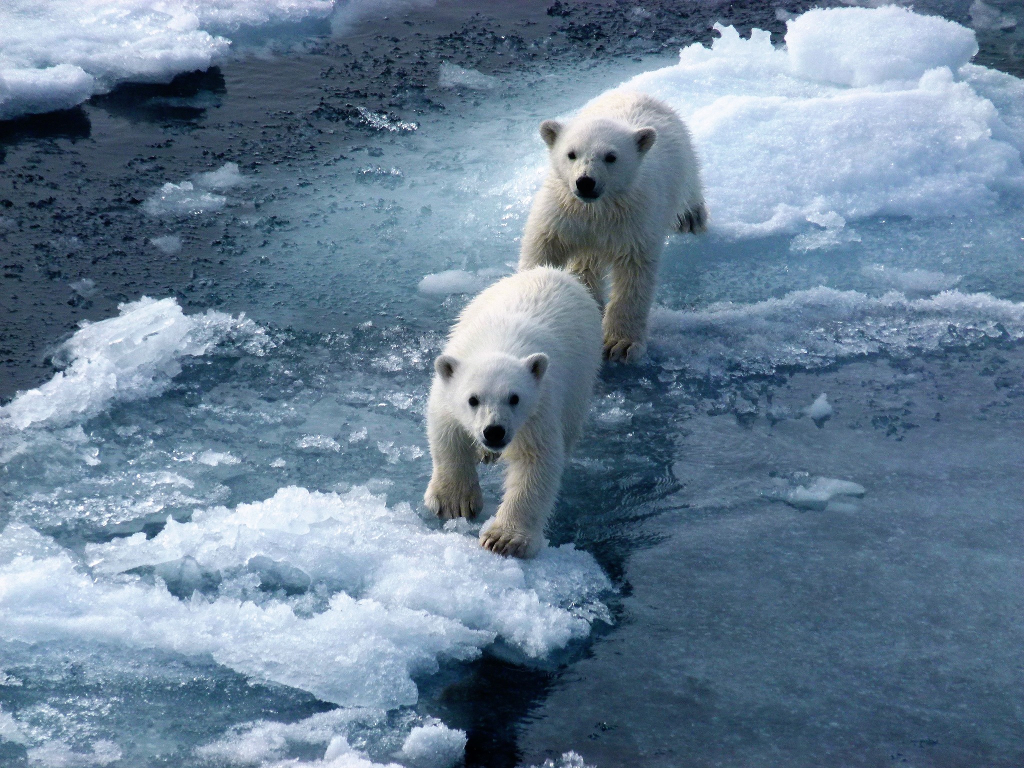 two polar bears walking on ice